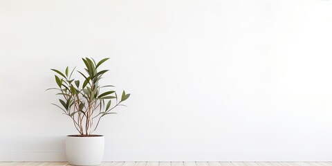 Gorgeous potted plant against white wall.