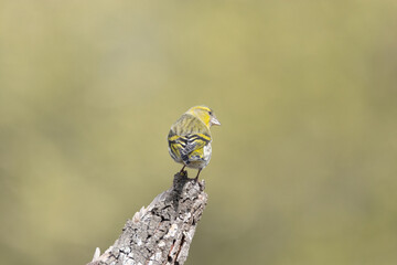 Jilguero lúgano (Spinus spinus)