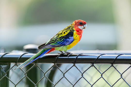 Eastern rosella (Platycercus eximius) parrot colorful small bird, animal sitting on a fence in a city park.