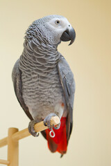 African Gray parrot with beautiful gray feathers and a red tail.
