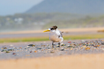 Greater crested tern (Thalasseus bergii) medium sized bird, animal sitting on the sandy beach by the sea.