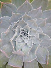 Chalk Liveforever Succulent (Dudleya pulverulenta)