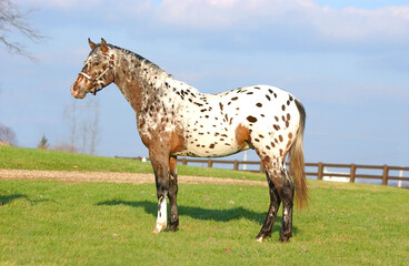Appaloosa horse standing in a green pasture