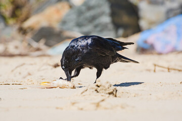 Australian raven (Corvus coronoides) a medium-sized bird with black plumage, the animal stands on a sandy beach and eats a fish washed ashore by the sea.