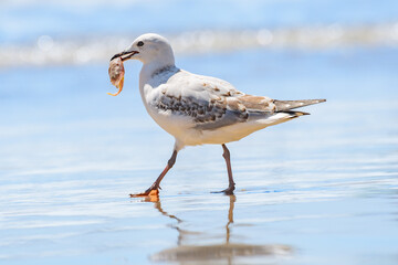 Silver gull (Chroicocephalus novaehollandiae) a medium-sized bird with white and gray plumage, the...