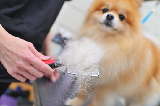 A grummer combs the wool of a Pomeranian with a brush.
