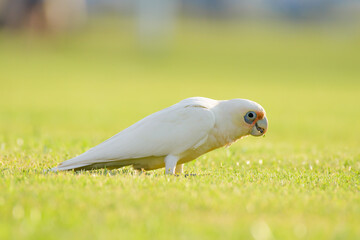 Long-billed corella (Cacatua tenuirostris) white parrot, medium-sized bird, animal sits on the grass in the park and nibbles the grass.