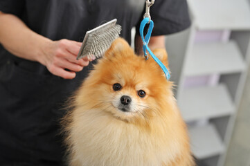A grummer combs the wool of a Pomeranian with a brush.