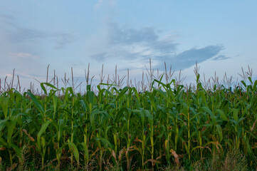 Panoramic view of Corn field plantation with blue sky background.