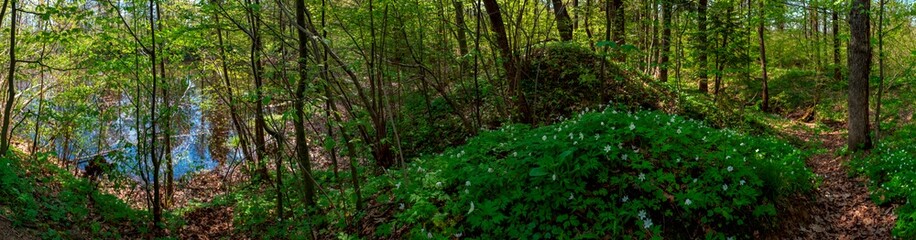 Spring forest and field on a background of blue sky