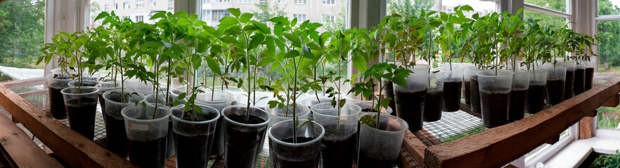 Panorama of red tomato seedlings on the windowsill