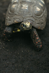 Tortoise at botanical garden at Como Park in St. Paul Minnesota 