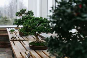 Bonsai at the botanical garden at Como Park in St. Paul Minnesota 