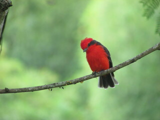 mosquero cardenal