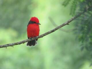 mosquero cardenal