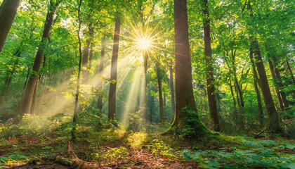 Obraz premium sun rays in forest. Sunlight filtering through trees
