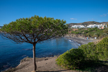 Close-up of a pine tree with the Mediterranean Sea in the background in Almu&ntilde;ecar (Spain) on a sunny morning