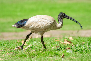 Australian white ibis (Threskiornis molucca) a large bird with a black head and white plumage, the animal walks on the green grass in the park on a sunny day.