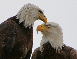 Pair of Bald Eagles