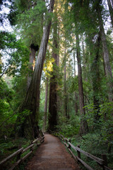 Sunlit path through a redwood forest