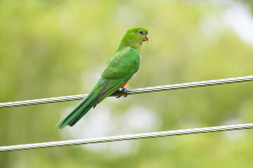 Australian king parrot (Alisterus scapularis) a medium-sized parrot bird with green plumage, the animal sits high on a high-voltage cable.