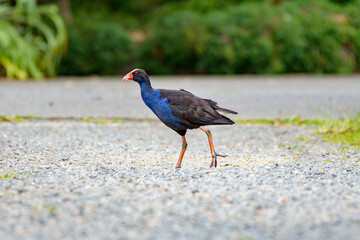 Western swamphen (Porphyrio porphyrio) a medium-sized water bird with blue-black plumage, the animal walks on a gravel path in the forest.