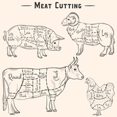 Pork, beef, lamb and chicken cuts - hand drawn set. Vector scheme of meat cutting in vintage style