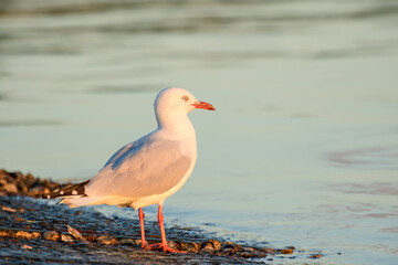 Silver gull (Chroicocephalus novaehollandiae), a medium-sized bird with white and gray plumage, the animal stands on a sandy beach by the sea.