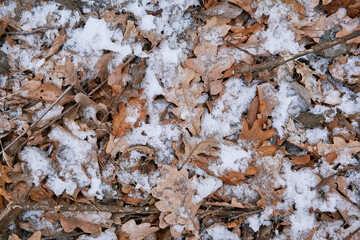 Texture Background Yellow Autumn Leaves in Snow Autumn Spring