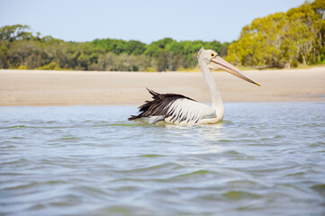 Australian pelican (Pelecanus conspicillatus) a large water bird with a large beak, the animal swims on the river close to the sandy shore.