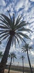 palm trees on the beach