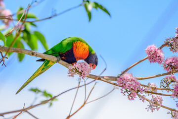 Rainbow lorikeet (Trichoglossus moluccanus) parrot, colorful small bird, animal sits high on a tree branch and eats blooming flowers.