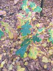 young oak tree in the autumn forest
