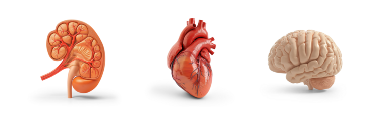 collection of brain, heart and kidney anatomy plastic science miniature models of human organs for chronic and nephrology diseases and stone, education isolated on transparent cutout png background