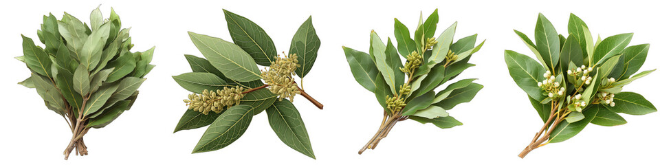 A Bunch Of Fresh Fragrant California bay laurel Umbellularia californica Hyperrealistic Highly Detailed Isolated On Transparent Background Png File White Background Photo Realistic Image - obrazy, fototapety, plakaty