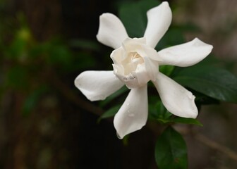 A single white gardenia flower blooming