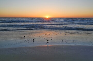 Sandpipers on a beach at daybreak exploring their world