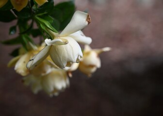 Old gardenia flower blossom with bokeh