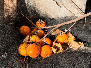 Background: fresh persimmon fruits offered for sale directly from the farmer on the farm