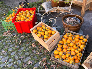 Fresh persimmon and kiwi fruits offered for sale directly from the farmer in boxes an baskets on the farm