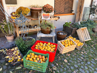 Fresh persimmon and kiwi fruits offered for sale directly from the farmer in boxes an baskets on the farm