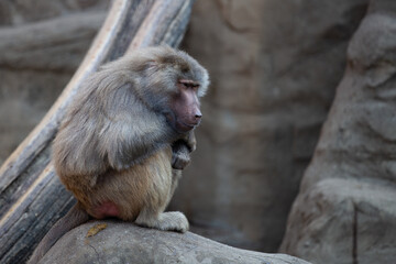 Monkey sitting on a rock in a zoo. Animal mammal.The hamadryas baboon (Papio hamadryas)