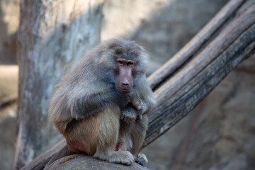 Monkey sitting on a rock in a zoo. Animal mammal.The hamadryas baboon (Papio hamadryas)