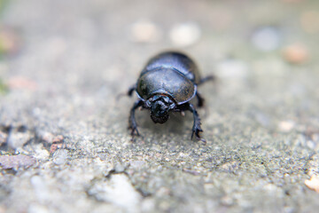Stag beetle on the ground, close-up, macro photography