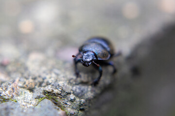 Stag beetle on the ground, close-up, macro photography