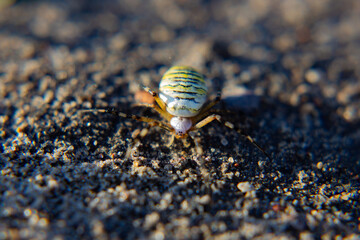 Spider on the ground in nature. Macro photo of a spider.