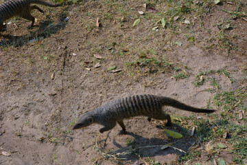 Two mongoose animals are running on green grass in the bright sun. Wild animals in the natural environment