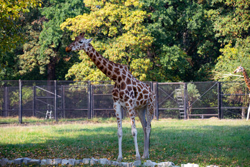 giraffe in the zoo, Poland