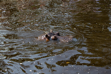 Fototapeta premium hippopotamus swimming in the water