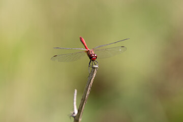Red dragonfly resting on a twig in the summer sun.